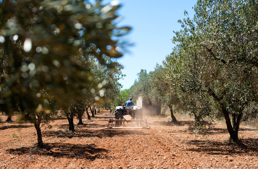 The land of olive trees Messenia